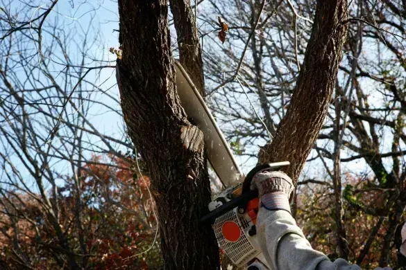 A person using a chainsaw to cut a tree branch in an outdoor setting.