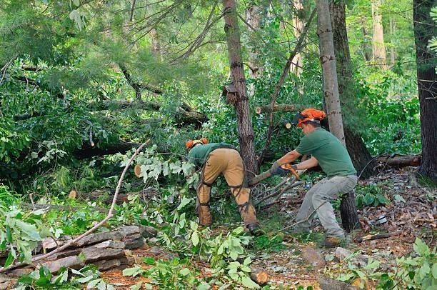 Two people cutting trees in a forest with a chainsaw. Green shirts, orange hardhats, foliage.