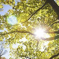 Special Offers | R&A Tree Experts | Fredericksburg, VA Area