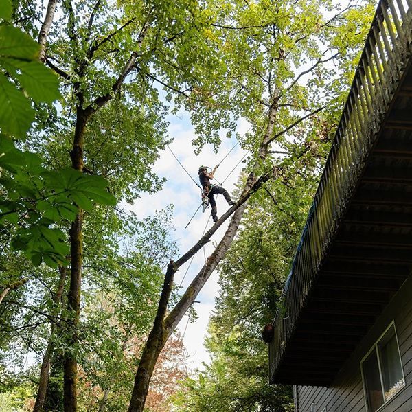 Person climbing a tall tree beside a building, wearing safety gear in a leafy forest canopy.