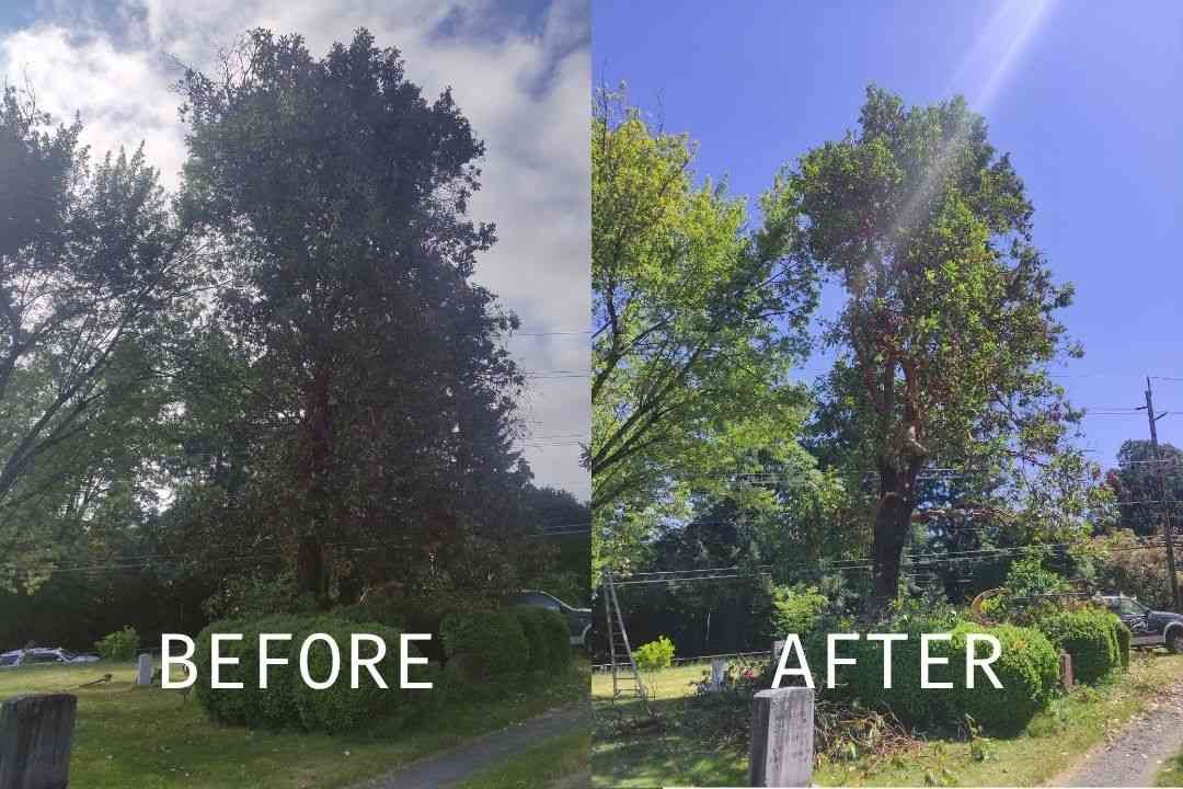Before-and-after view of a tree-lined yard, with a brighter sky and clearer greenery on the right.