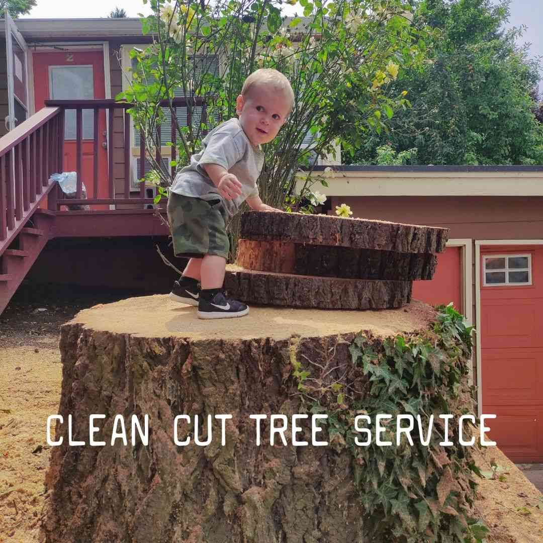Child standing on a large tree stump in a yard with 