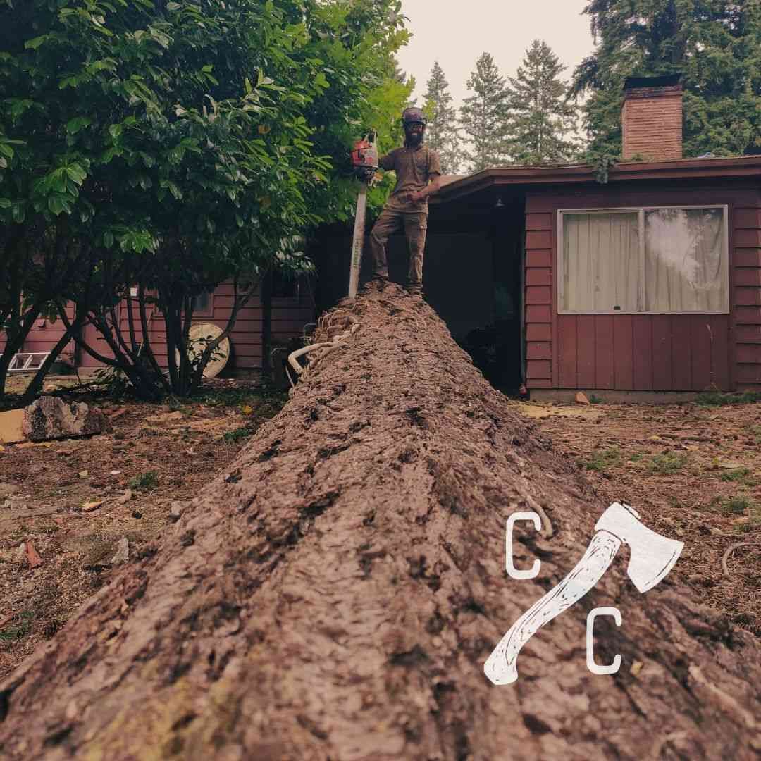 Mud-covered yard with a person standing on a huge fallen tree trunk beside a cabin