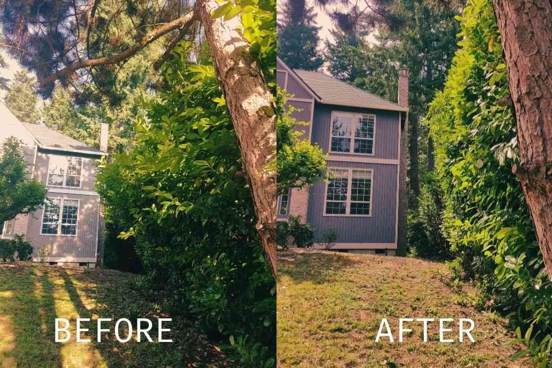 Before-and-after yard view with a house, showing overgrown trees and a clearer lawn after cleanup