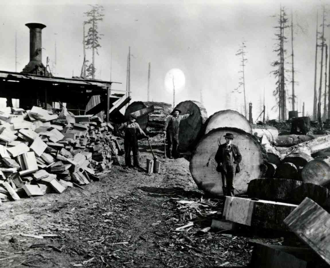 Workers in a logged clearing beside huge cut tree trunks and stacked lumber, with a sawmill in the background