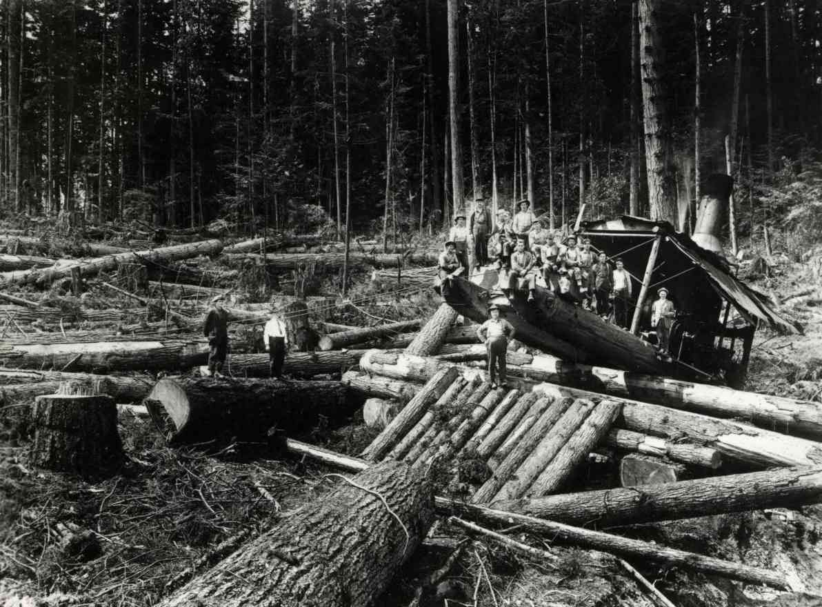 Logging scene with felled logs and a machine in a dense forest clearing