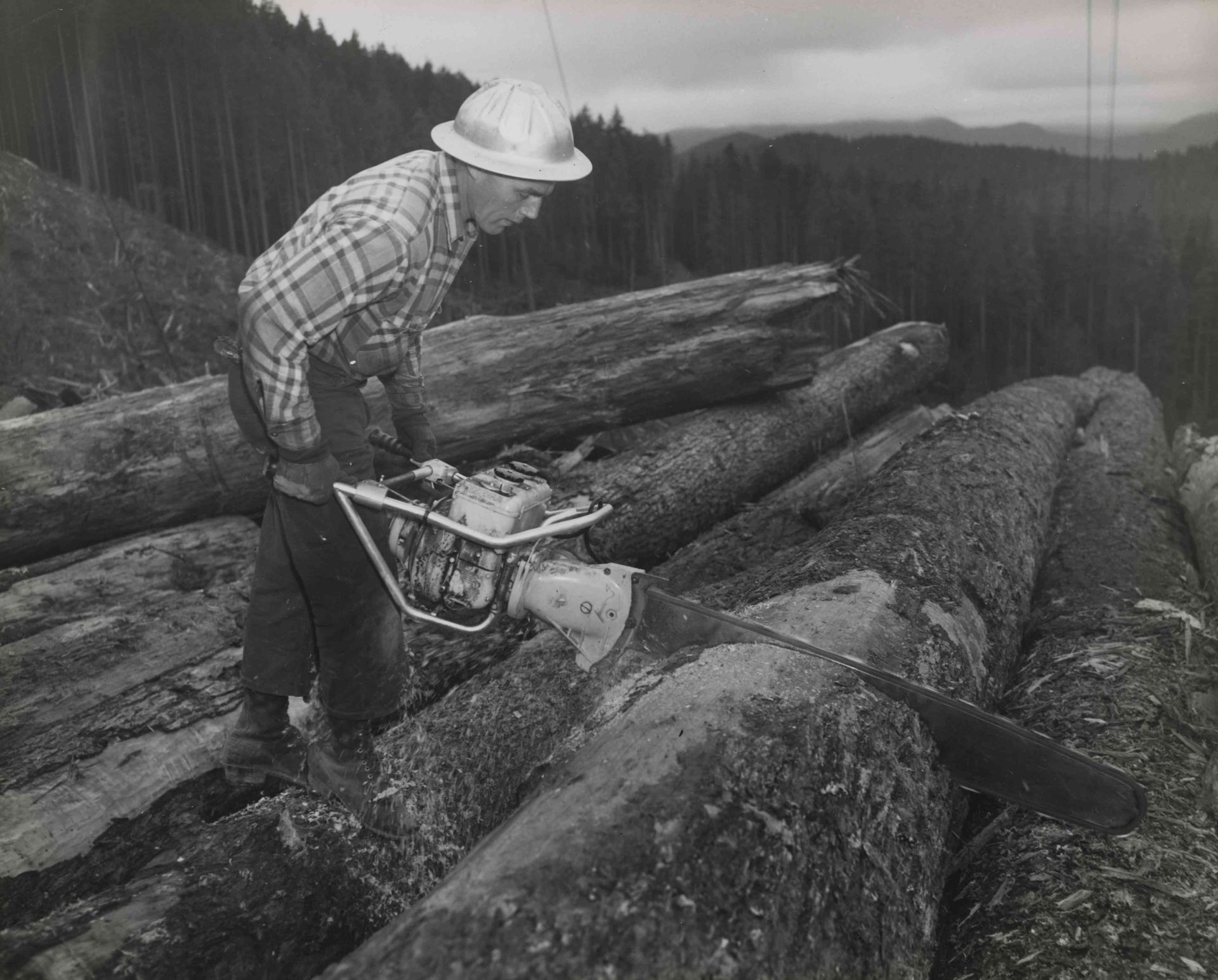 Worker using a chainsaw to cut a large log in a forest clearing, with stacked logs nearby