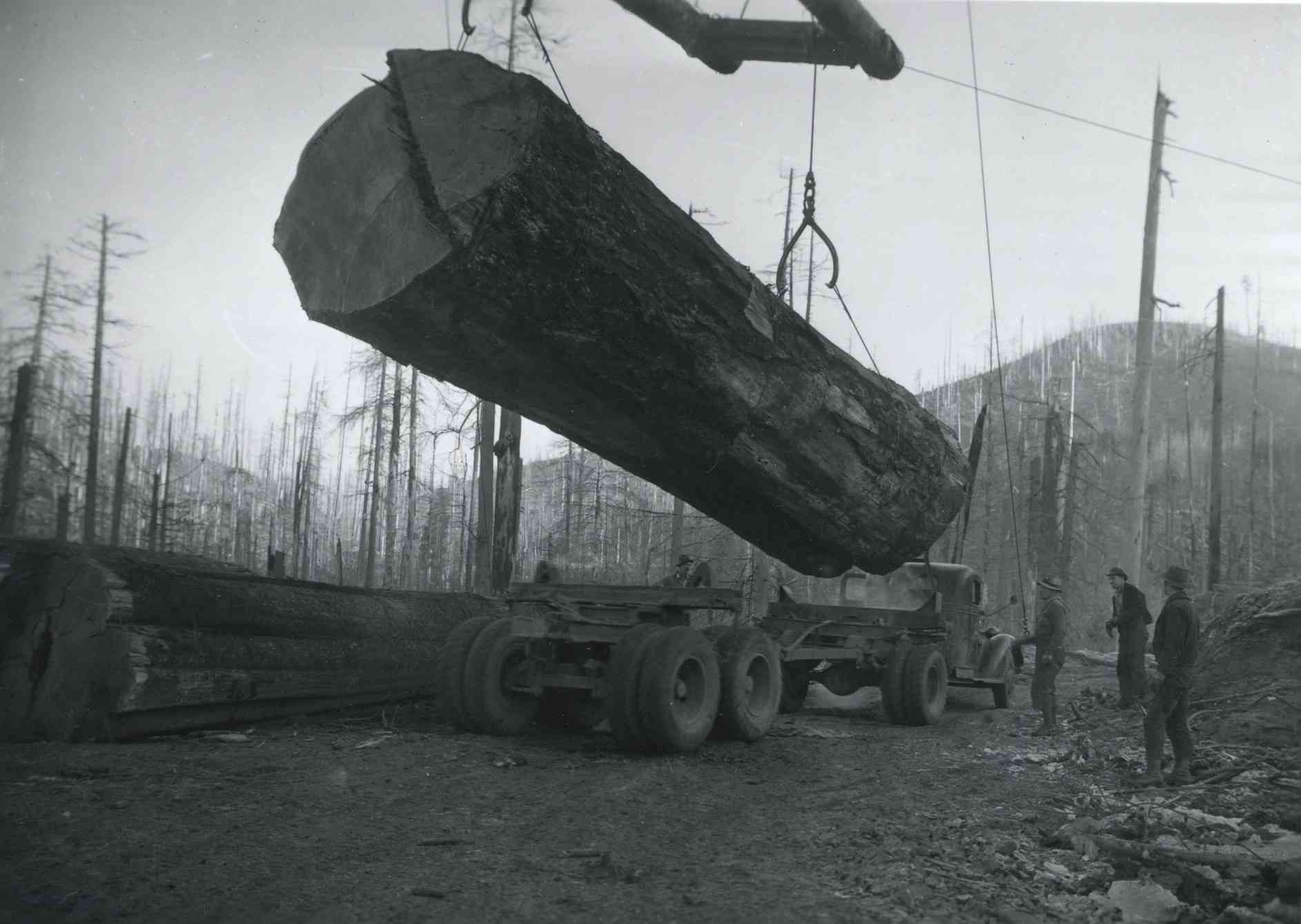 A giant log is being lifted by a crane onto a flatbed truck in a blackened forest.