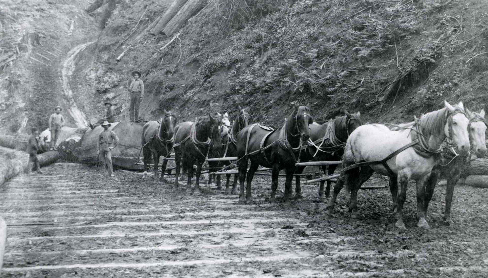 Horse-drawn wagons line a muddy forest road in black and white, likely hauling logs.