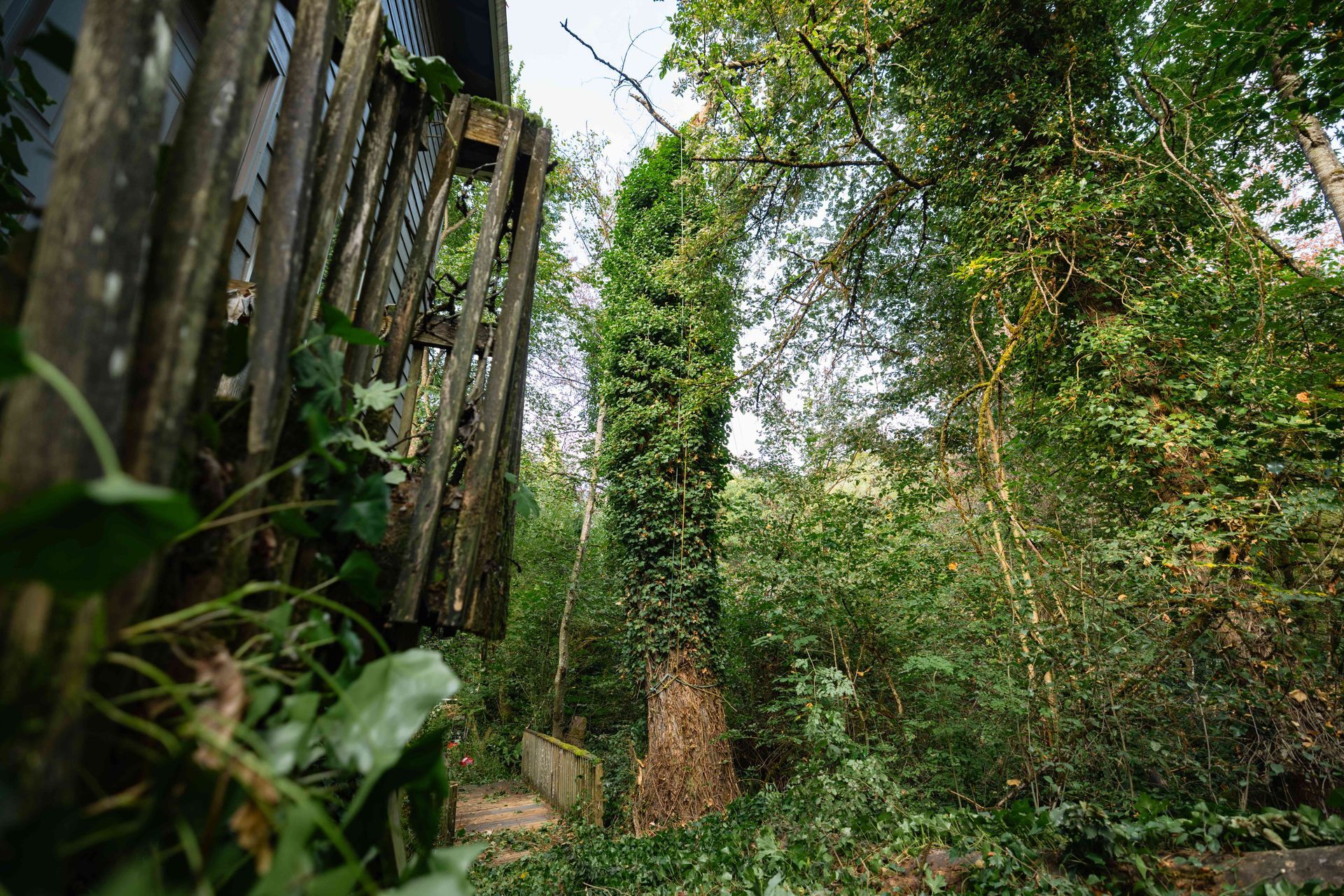 Overgrown wooden fence beside a leafy path in a dense green forest