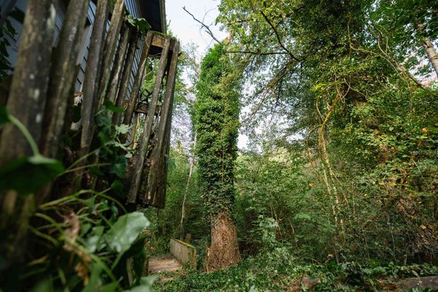 Overgrown forest path beside a weathered wooden fence and dense green foliage