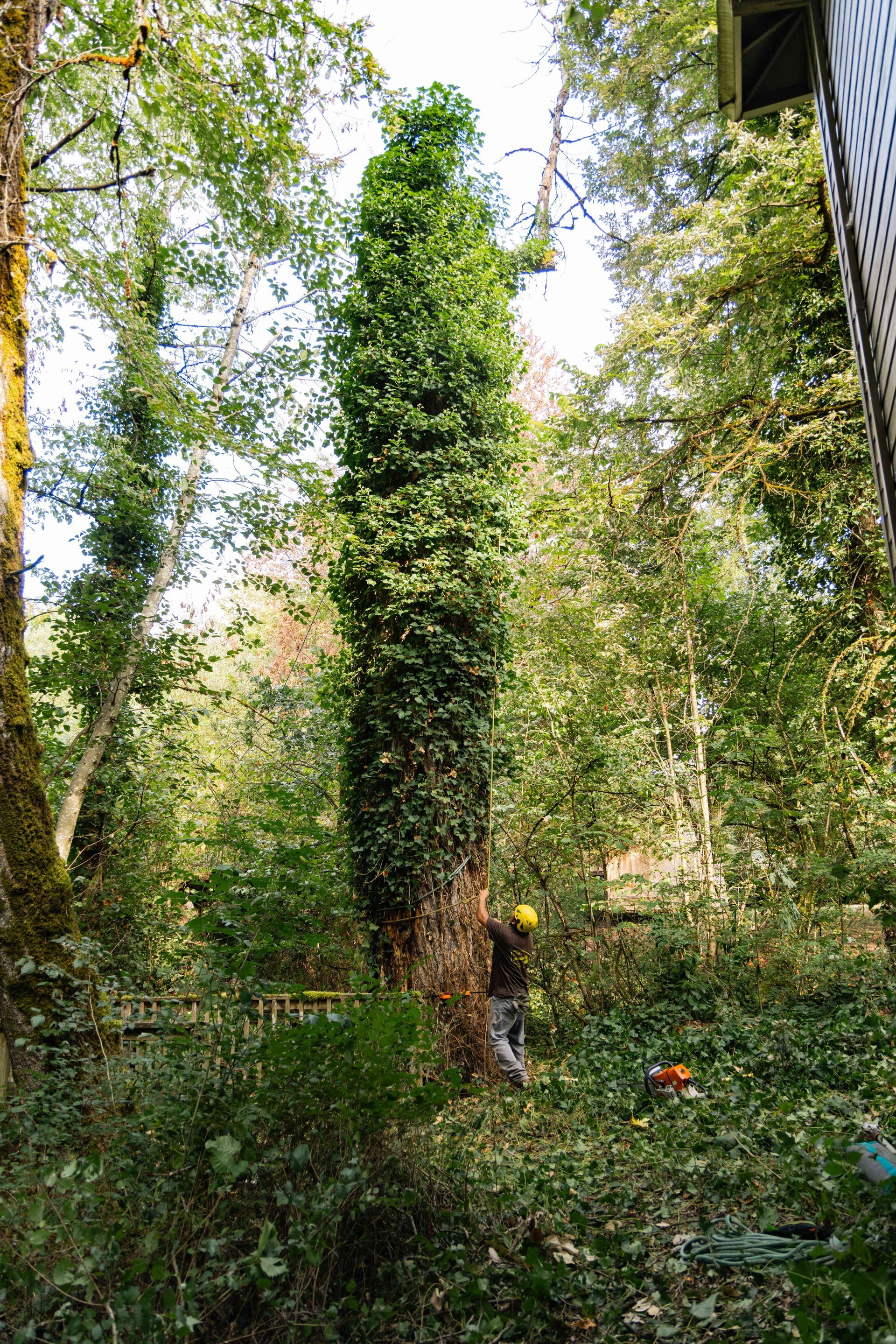 Two people standing in a lush garden among tall trees and greenery