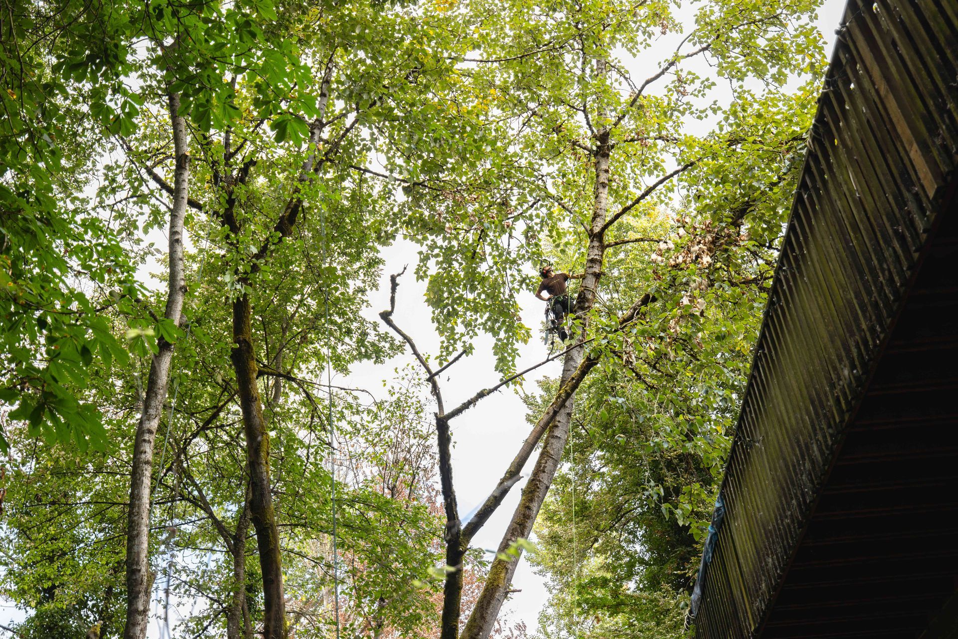 Looking up through green tree canopy beside a dark building wall against a bright sky