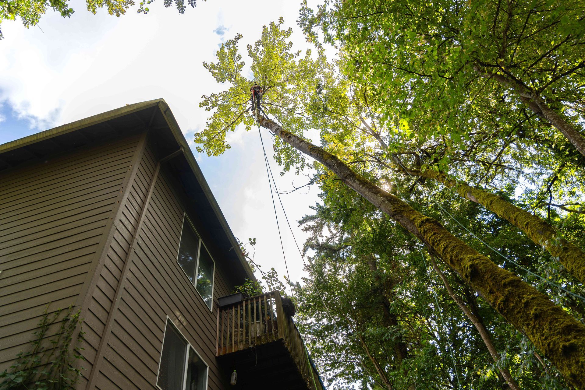 Low-angle view of a house beside tall trees against a bright sky