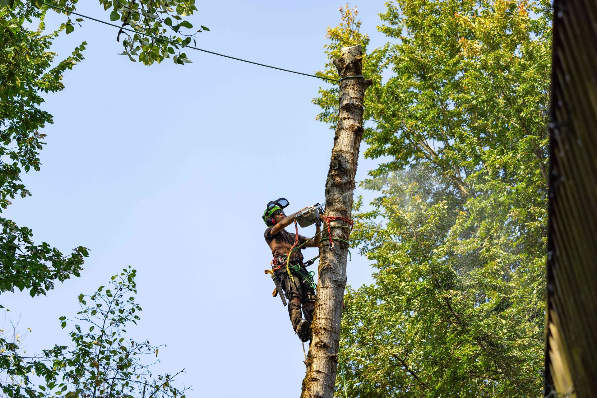 Arborist climbing and trimming a tall tree with a chainsaw, surrounded by blue sky and green foliage