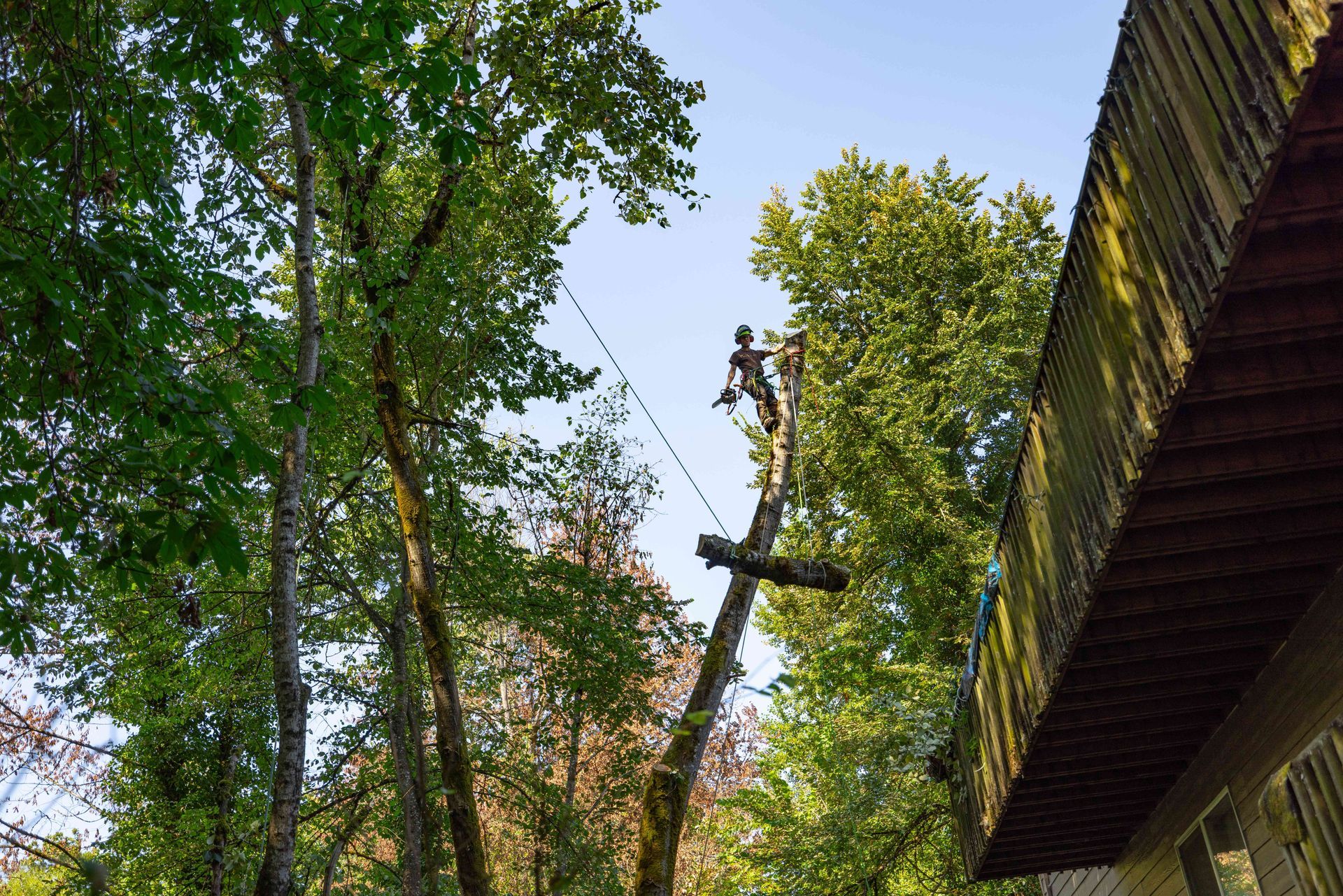 Tall tree climber pruning a tree beside a building in a wooded area