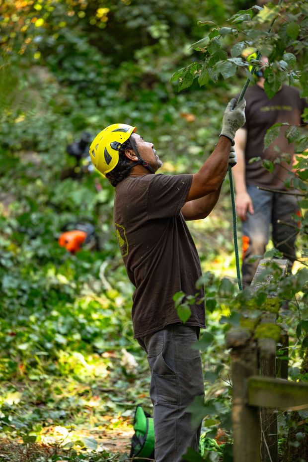 Worker in a yellow helmet reaching up to trim tree branches outdoors