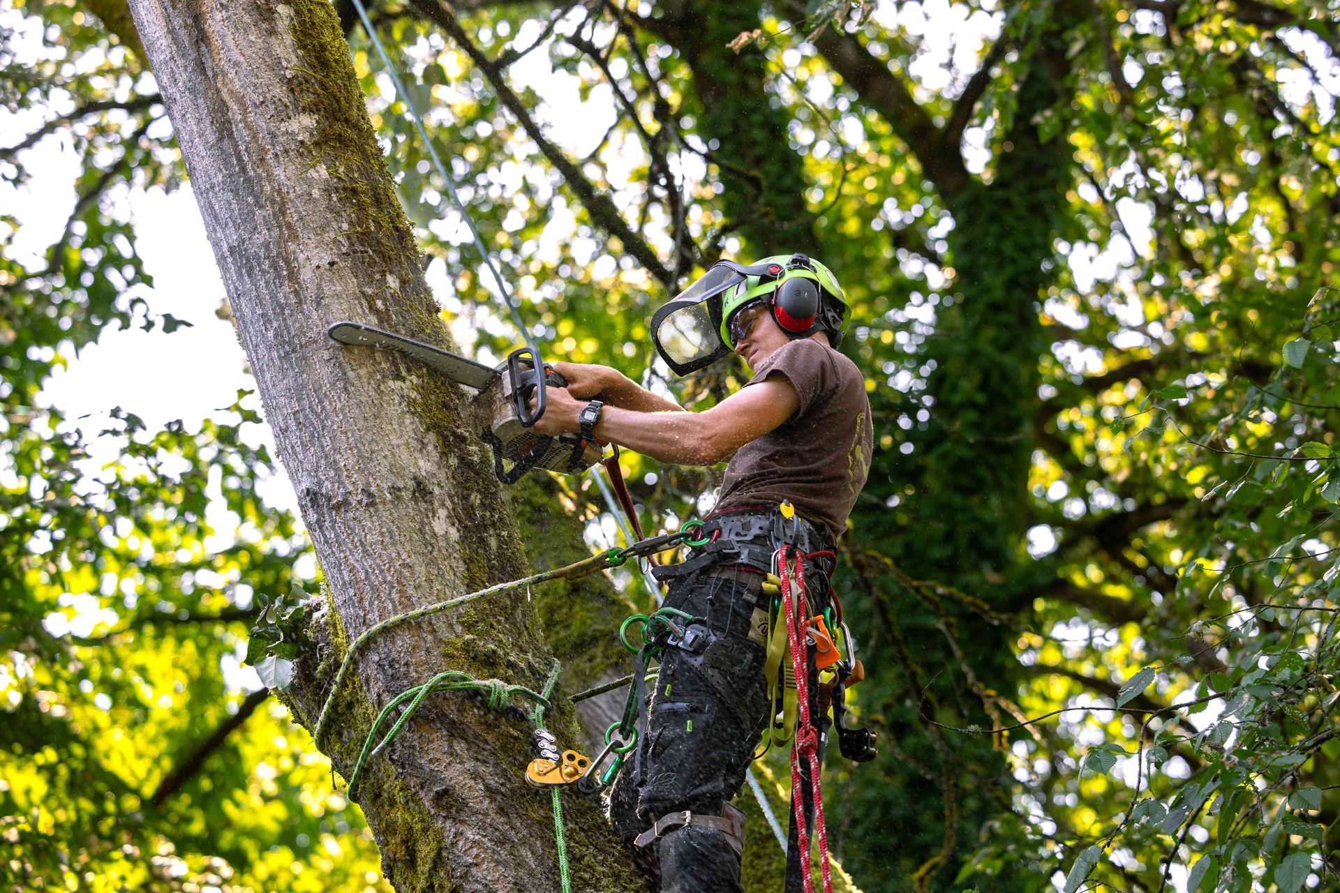 Arborist in safety gear trimming a tree with a chainsaw and ropes in a leafy forest.