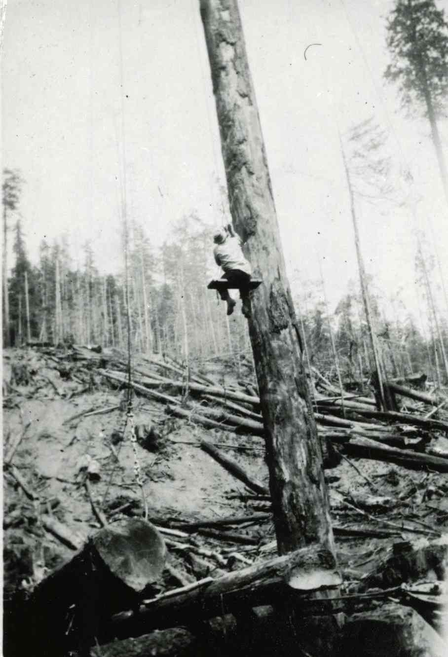 Person climbing a tall tree in a burned forest with fallen logs and charred ground