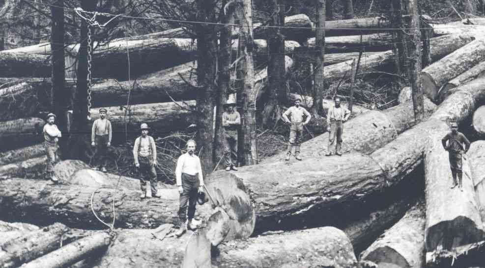 Workers standing among huge felled logs in a dense forest logging site