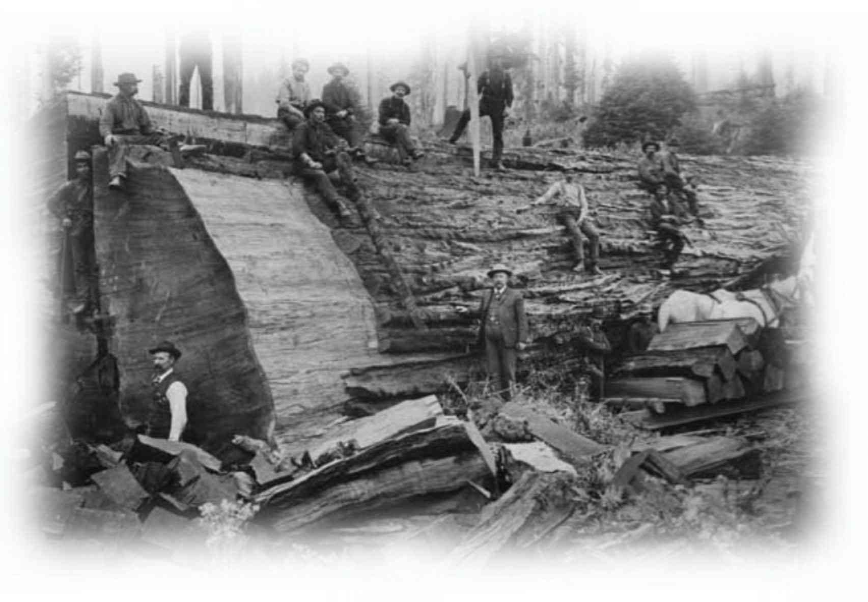 Black-and-white photo of workers on a timber log drive or dam, with stacked logs and a muddy riverbank