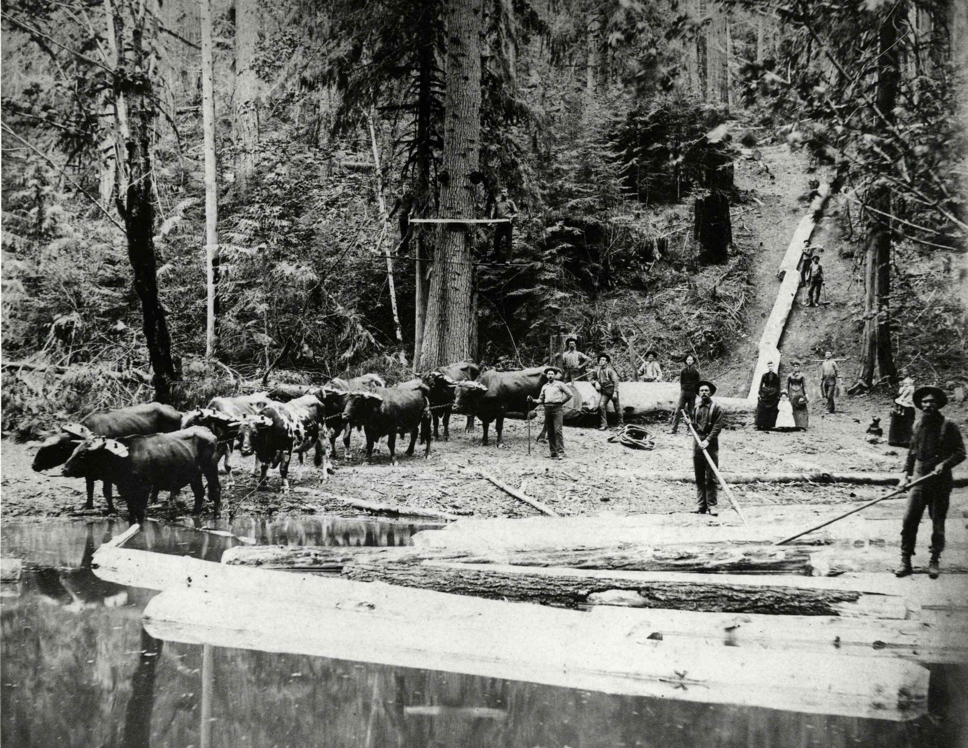 Pack train with horses crossing a shallow river in a forest