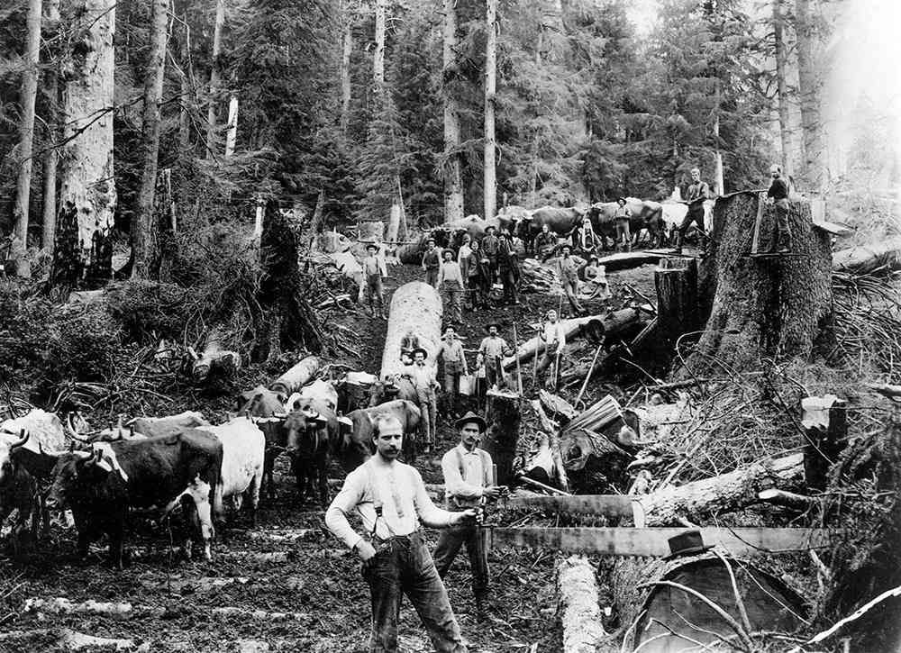 Logging crew and oxen hauling cut timber in a forest clearing, black-and-white scene