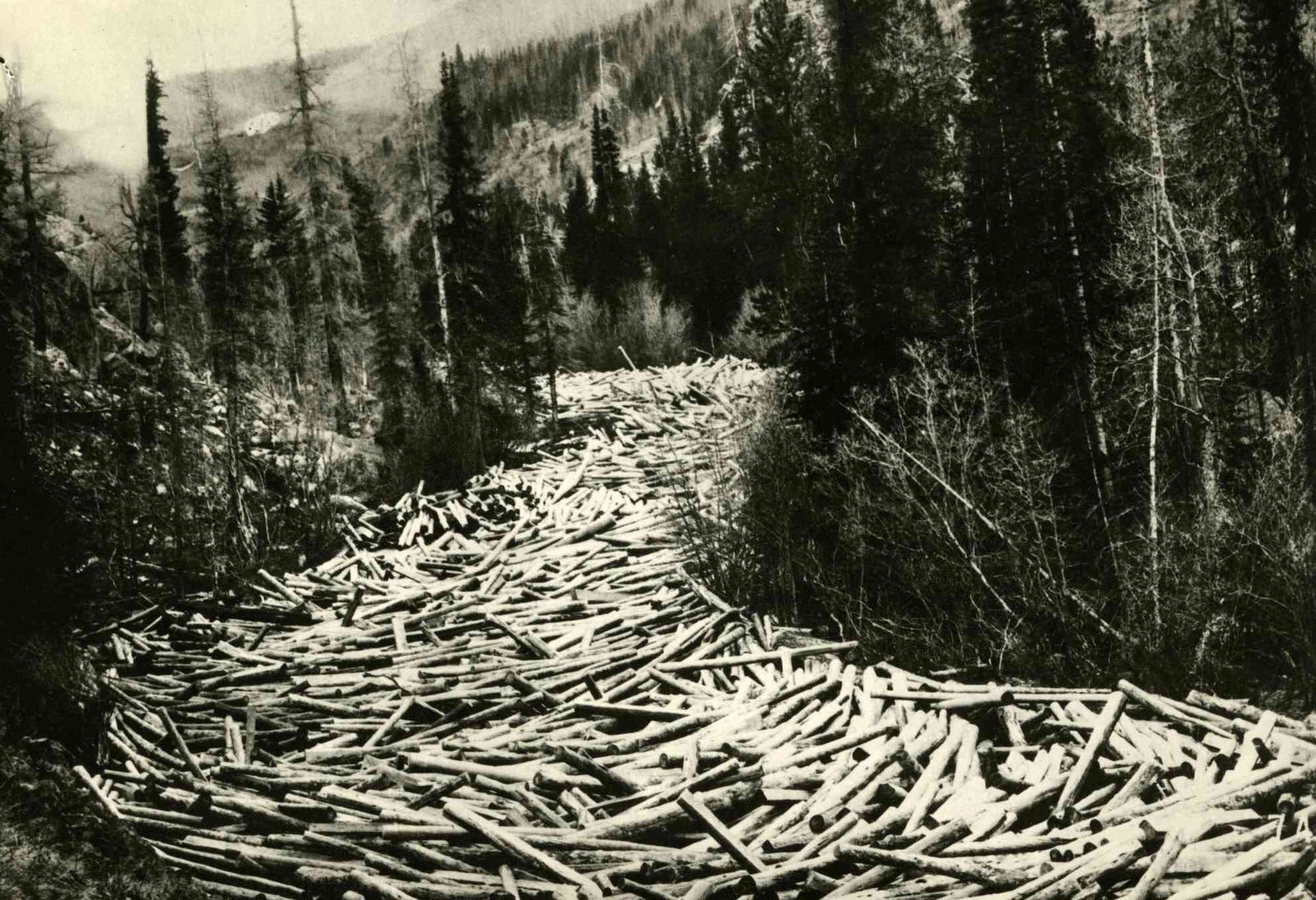 Log piled in a mountain forest, with cut timber stacked along a winding hillside.