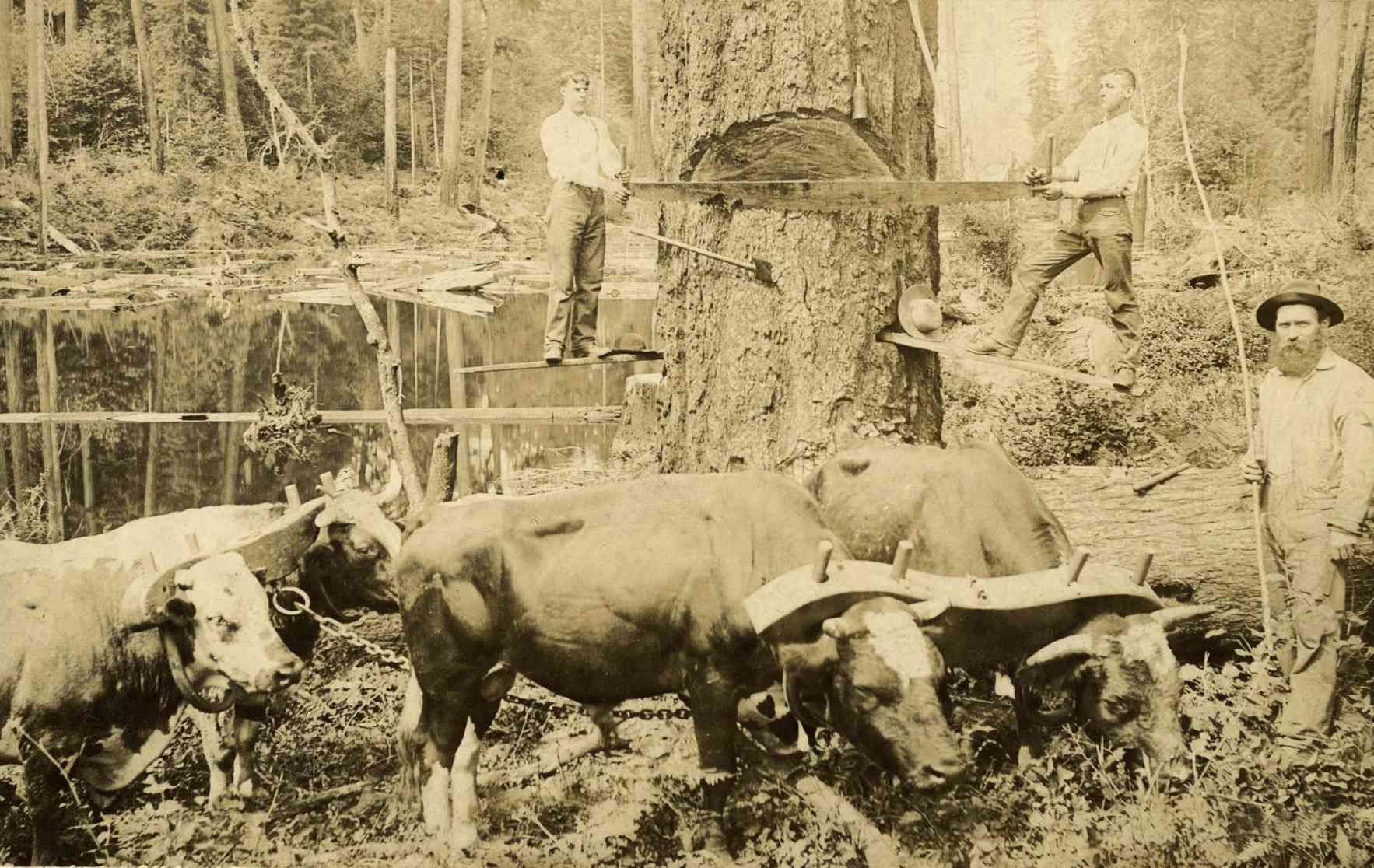 Sepia-toned farm scene with oxen harnessed to a cart and workers standing nearby in a field
