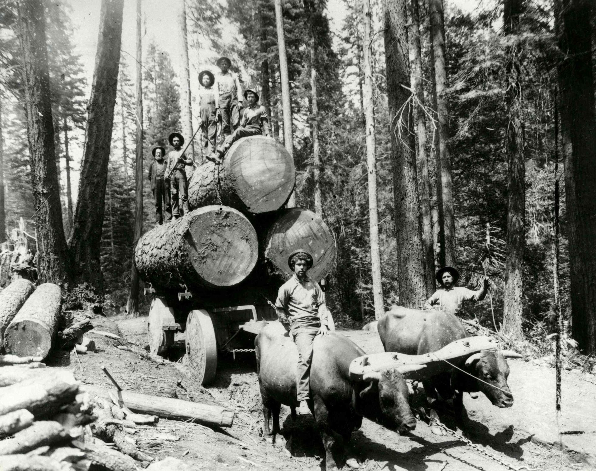 Men and oxen hauling huge logs through a forest on a logging wagon