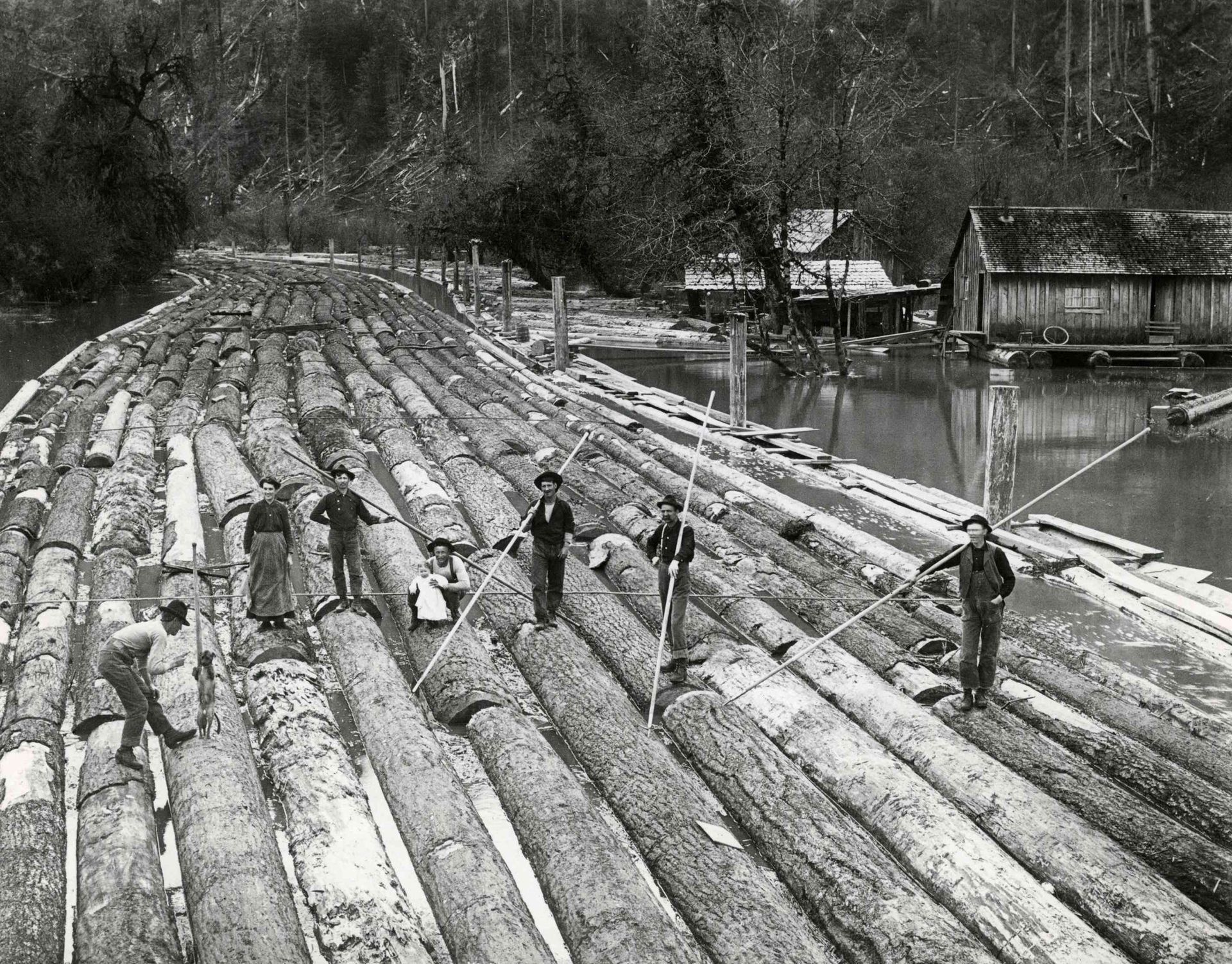 Workers standing on floating logs in a river, guiding a log drive past riverside huts.