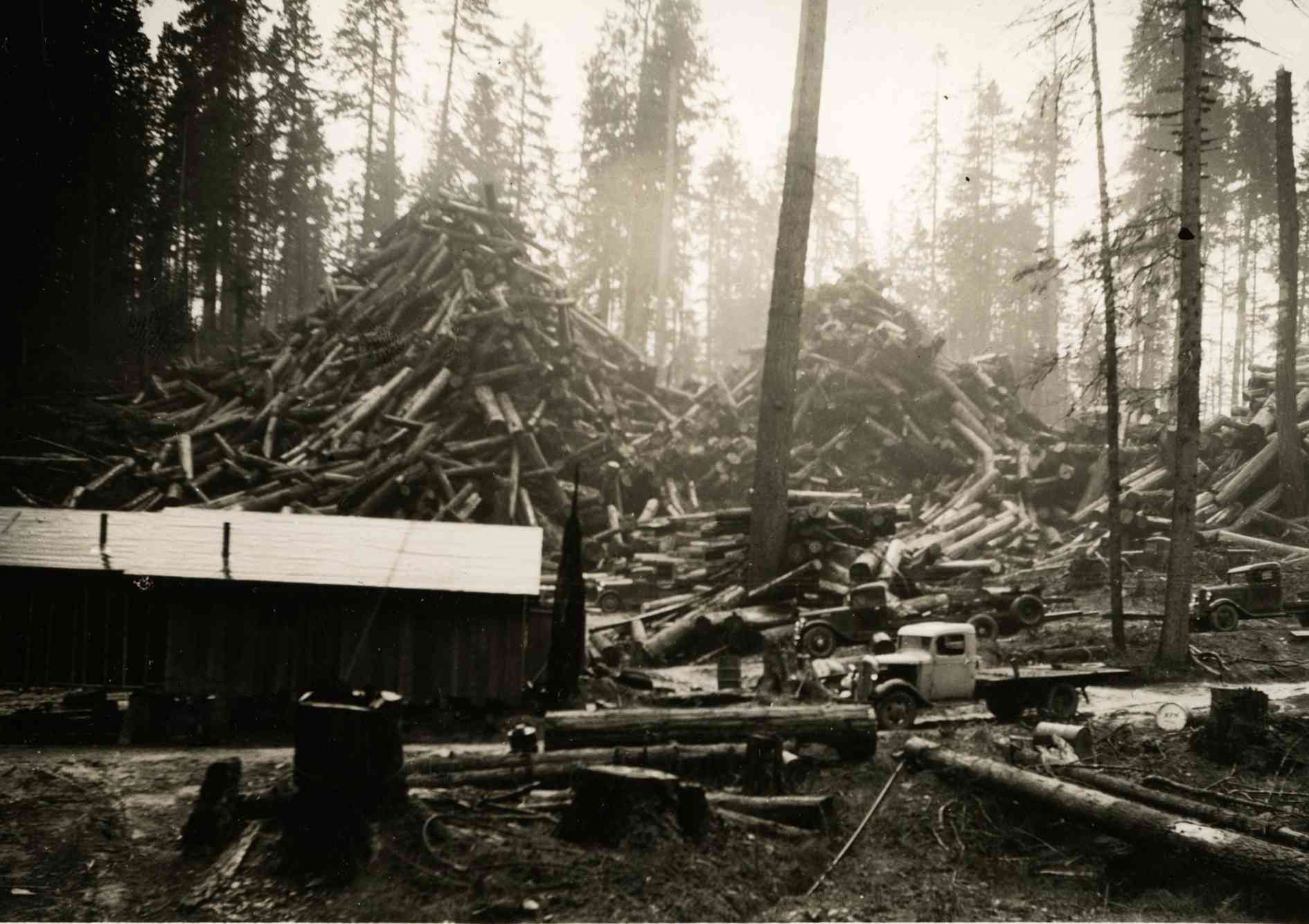 Severe forest landslide with uprooted trees and debris behind a small wooden cabin in a misty clearing