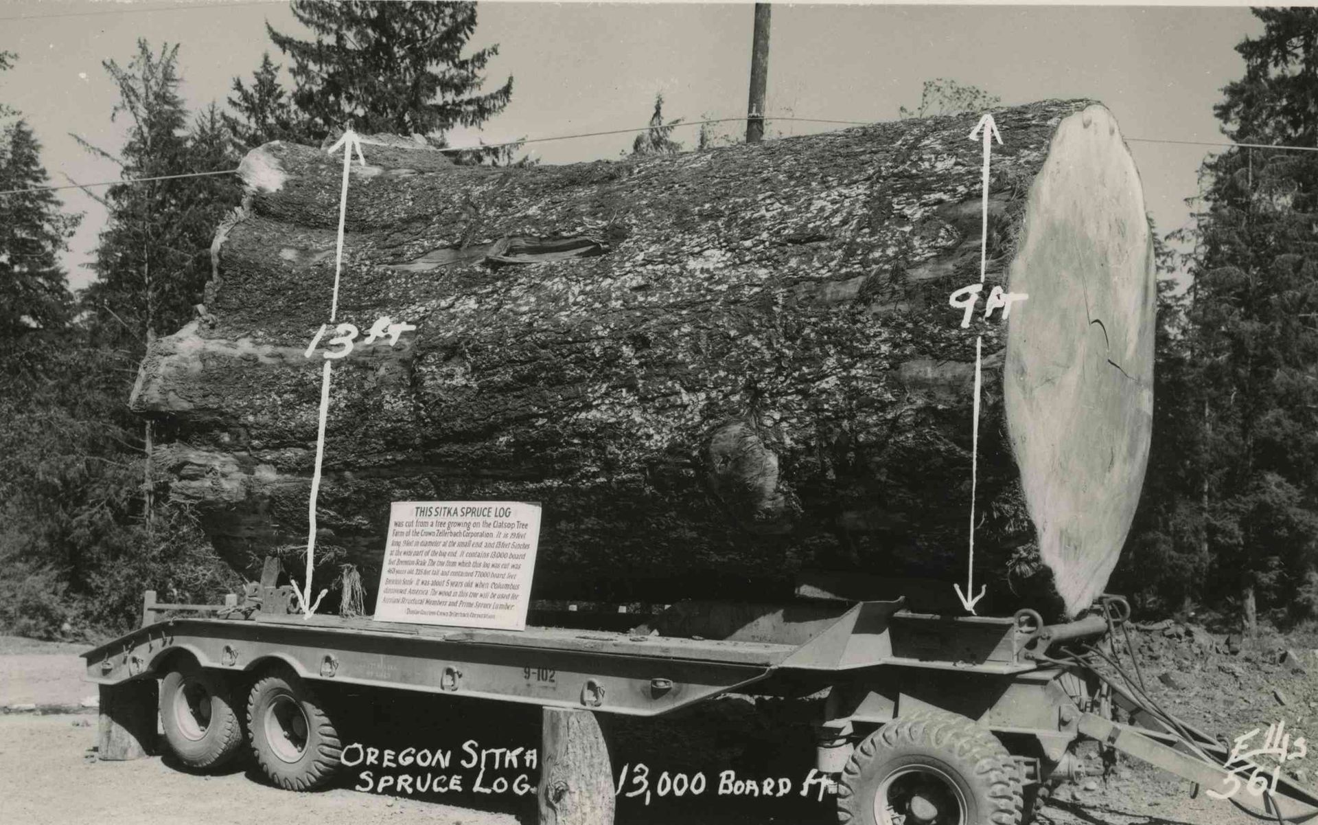 Massive log secured on flatbed trailer with chains, displayed outdoors in black-and-white.