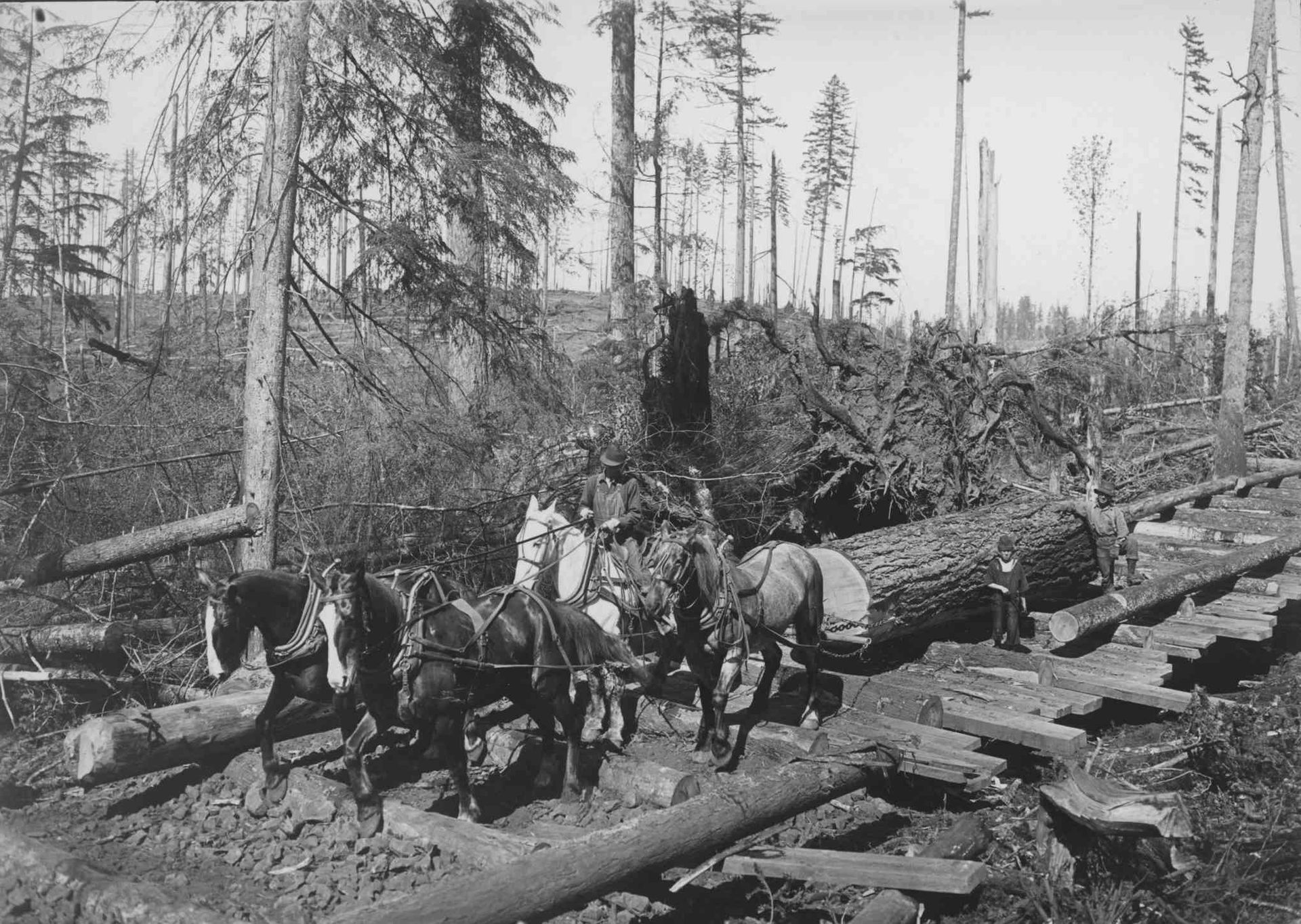 Horse-drawn logging crew hauling a large log through a clear-cut forest, with felled trees and stumps around.