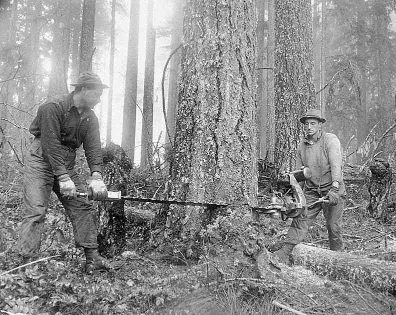 Two loggers using a crosscut saw to fell a tree in a forest