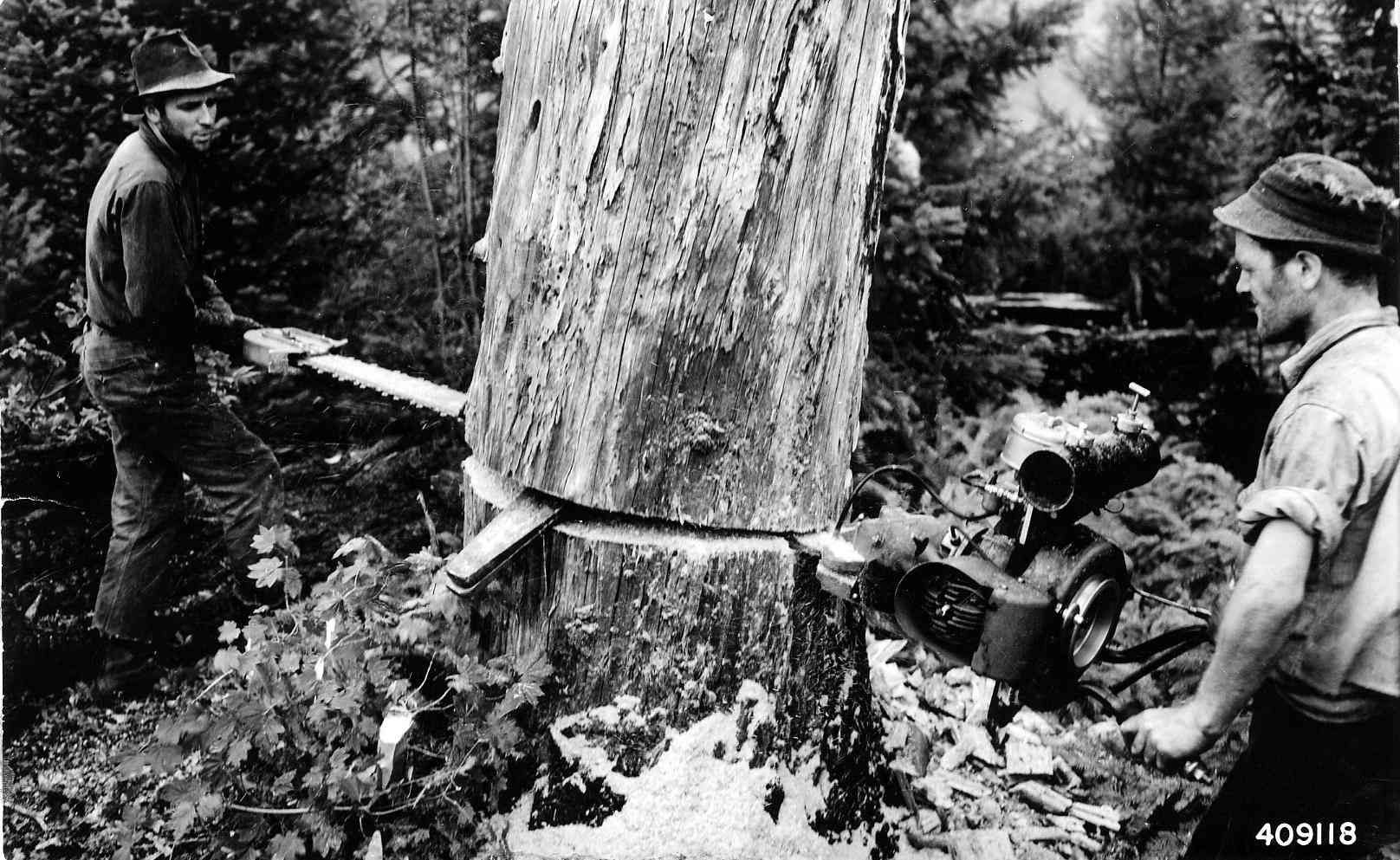 Two people using a saw to fell a large tree in a wooded area