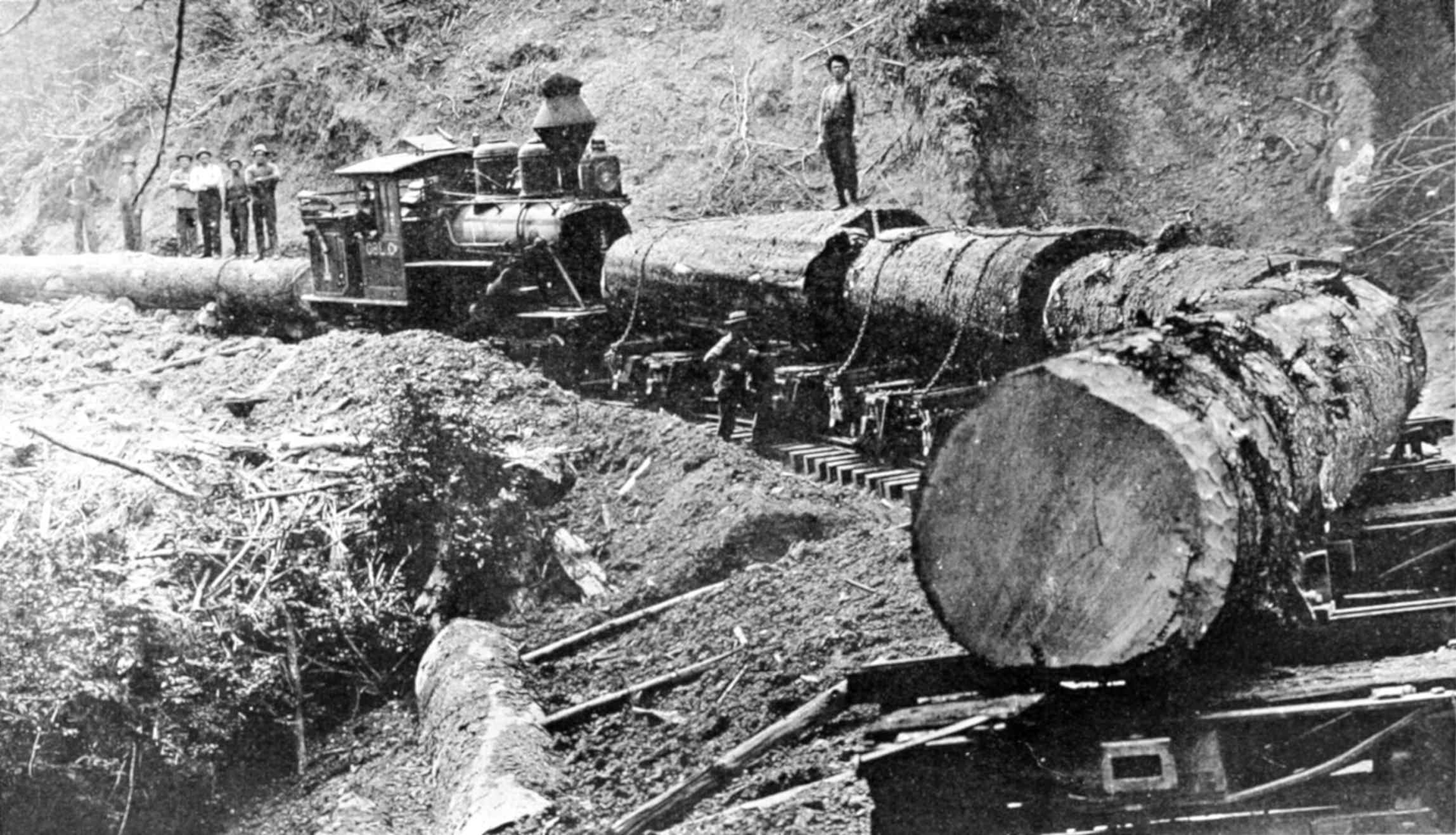 Logging train hauling cut tree trunks along a forest track, with a steam engine on a wooded hillside.