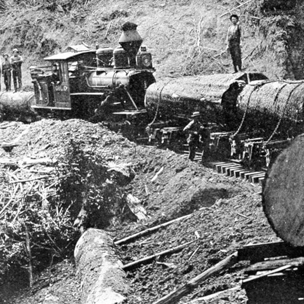 Black-and-white photo of a steam locomotive pulling a log train through a muddy, wooded cut