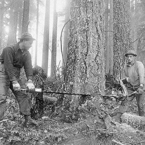 Two loggers using a crosscut saw to cut a large tree in a misty forest
