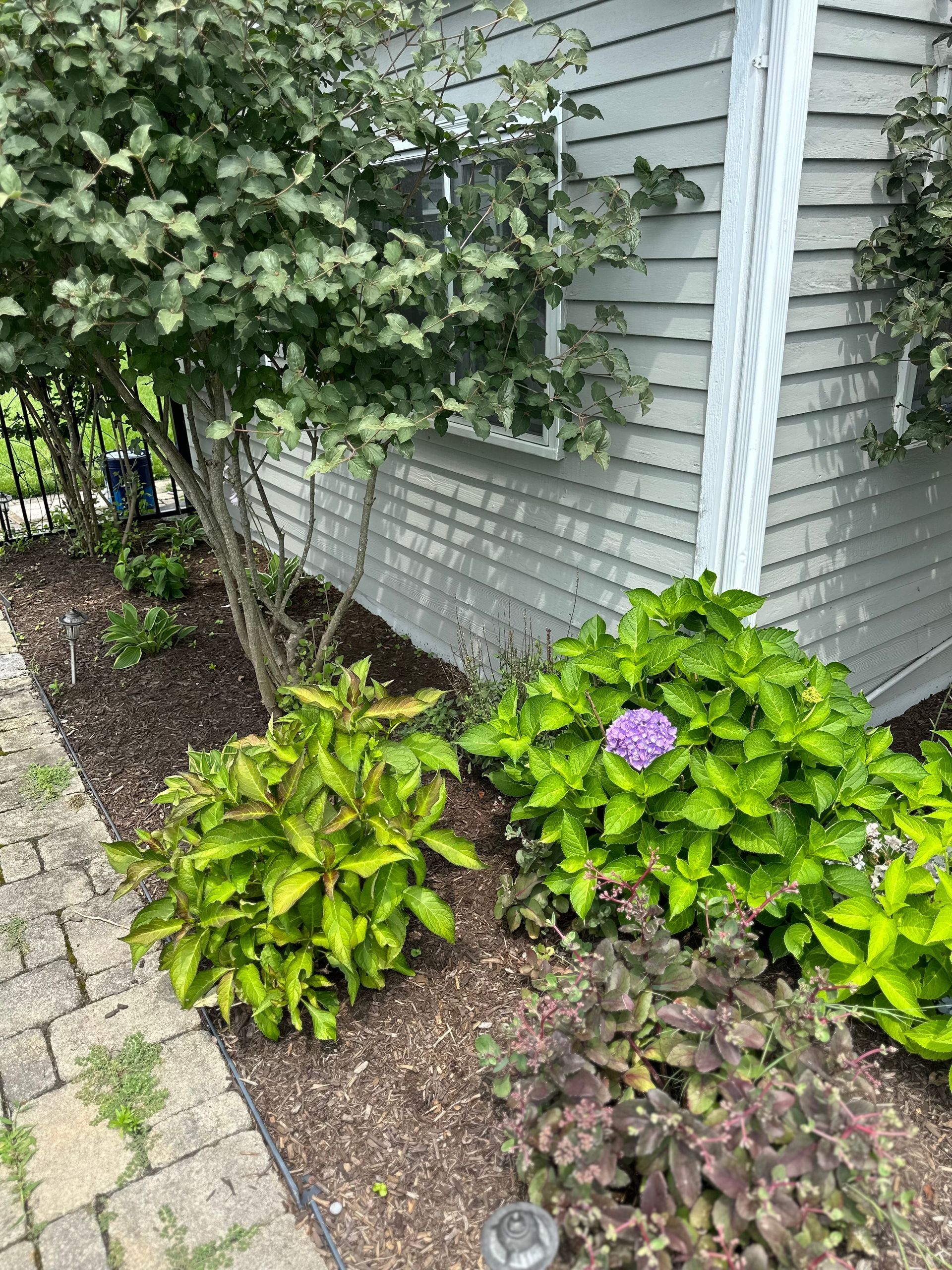 A purple flower is growing in a garden next to a house.
