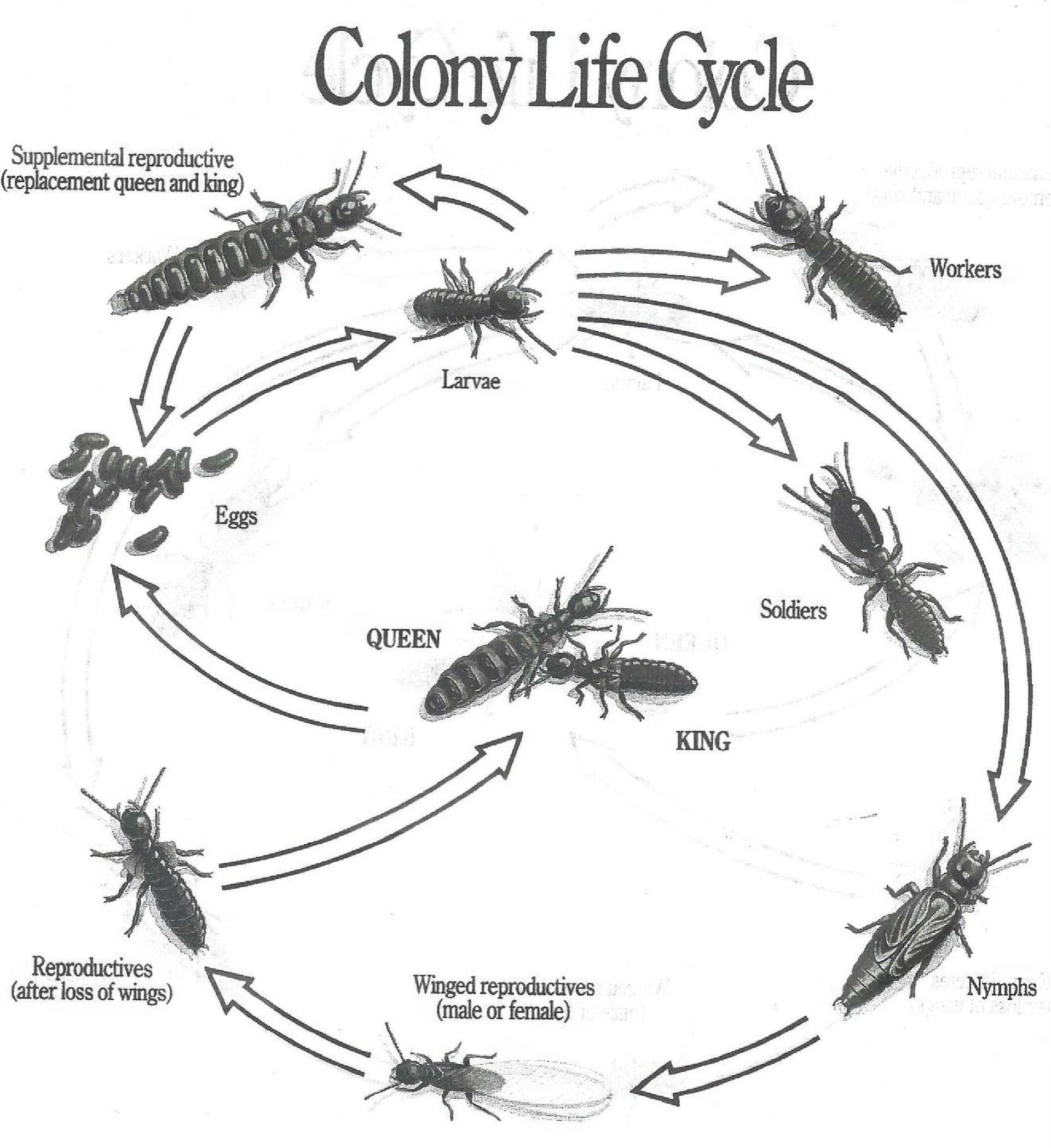 Life cycle of Termites