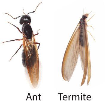 Ant and termite