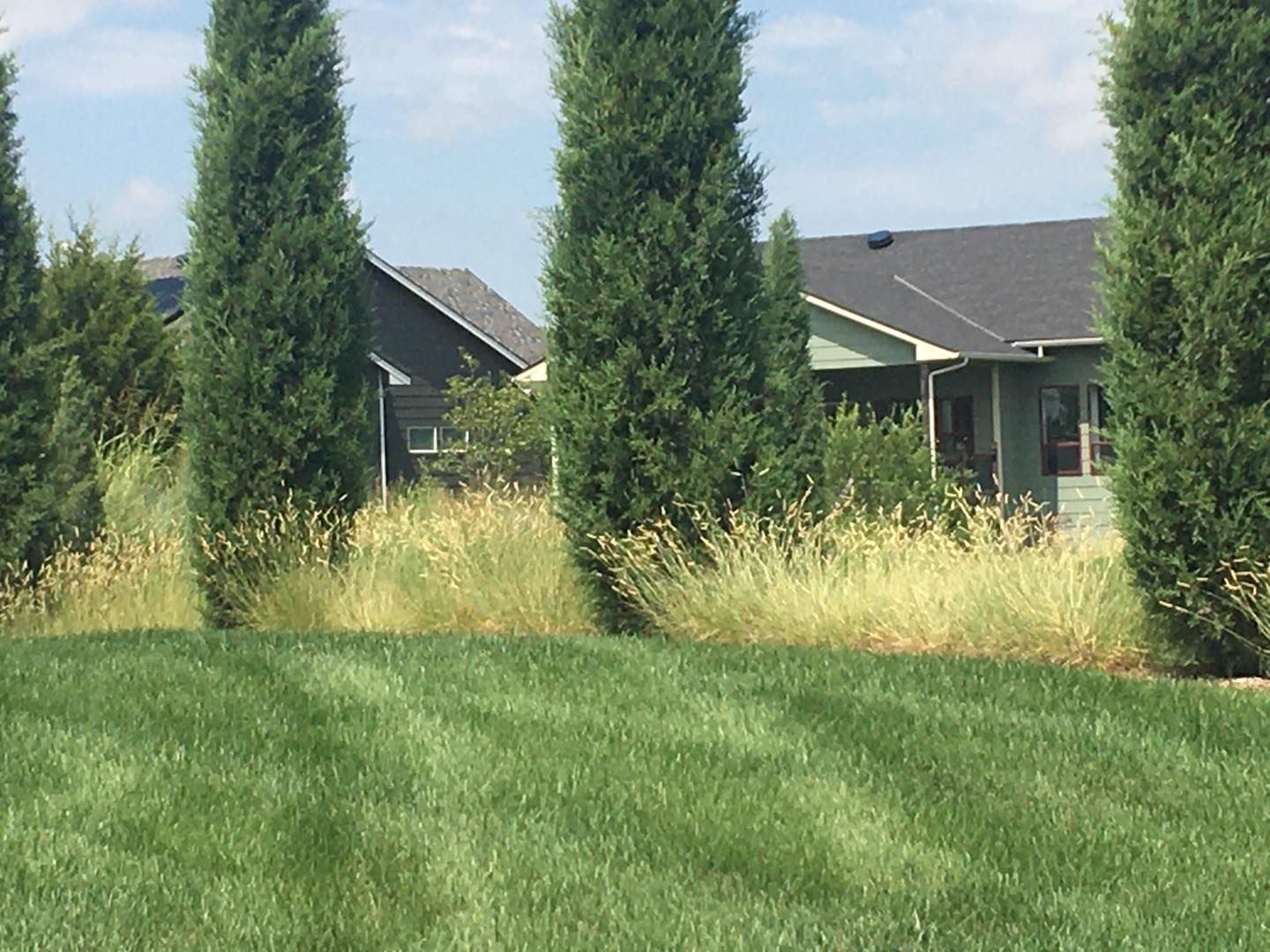 Lush green lawn with tall green trees and tan grasses in front of houses on a sunny day.