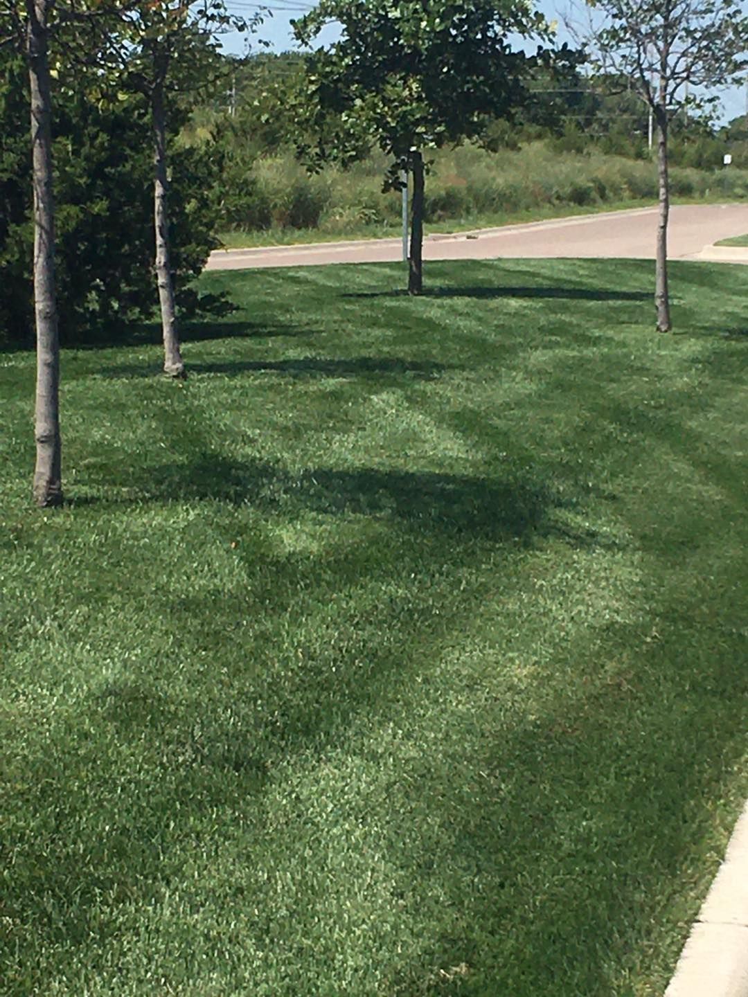 Green, neatly-mowed lawn with several thin trees, sunny day. Edge of sidewalk and road in the background.