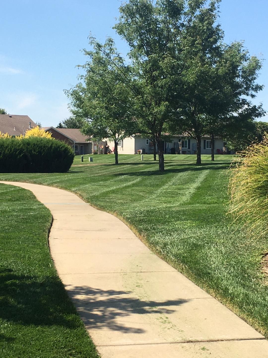 Curving sidewalk through a green lawn, trees, and houses on a sunny day.