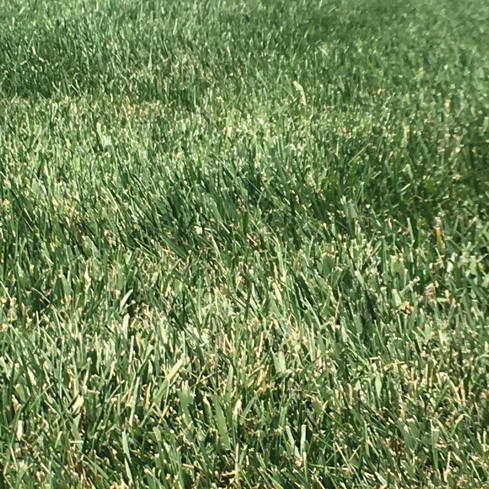 Close-up of green grass blades in a sunny setting.