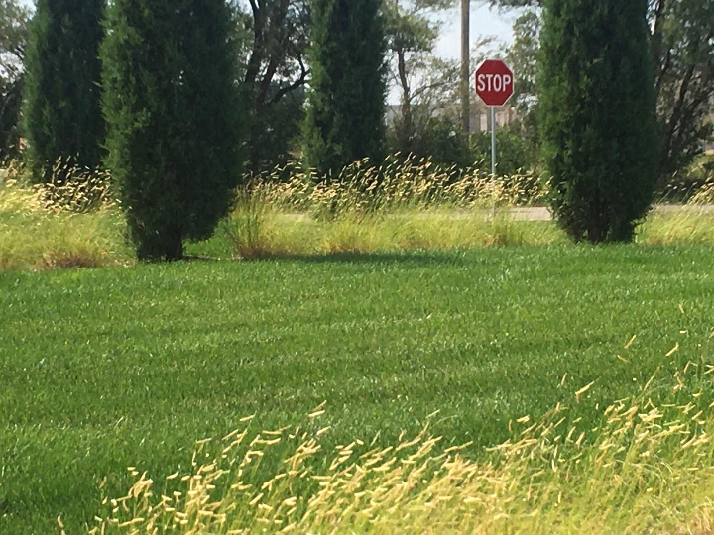 Green lawn with tall trees and a stop sign on a sunny day.