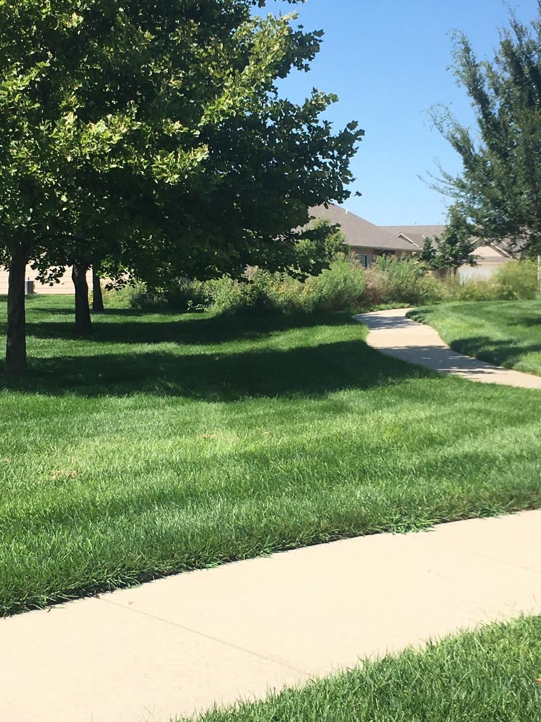 Green lawn with sidewalk, trees, and a house on a sunny day.