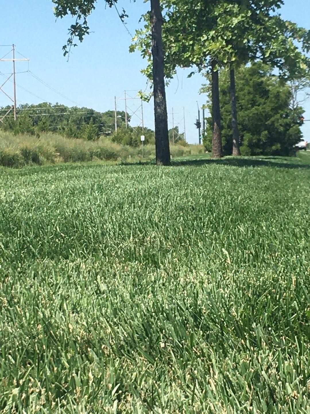 Lush green grass in a sunny field with tall trees and power lines in the background.