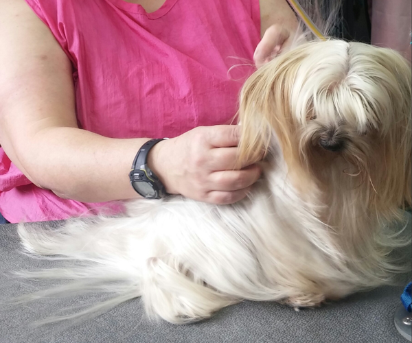 Full-service pet grooming